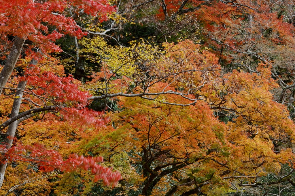 紅葉もいいけど見学会もね